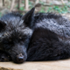 Zao Fox Village